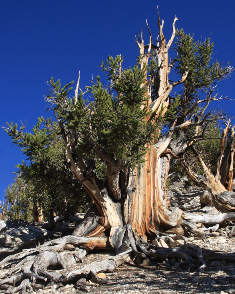 Ancient bristlecone pine on a rocky mountain ridge, one of the oldest living trees on earth